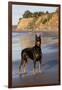 Male Doberman Pinscher Standing on Pacific Beach in Early A.M., Santa Barbara, California, USA-Lynn M^ Stone-Framed Photographic Print