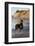 Male Doberman Pinscher Standing on Pacific Beach in Early A.M., Santa Barbara, California, USA-Lynn M^ Stone-Framed Photographic Print