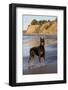 Male Doberman Pinscher Standing on Pacific Beach in Early A.M., Santa Barbara, California, USA-Lynn M^ Stone-Framed Photographic Print