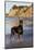 Male Doberman Pinscher Standing on Pacific Beach in Early A.M., Santa Barbara, California, USA-Lynn M^ Stone-Mounted Photographic Print