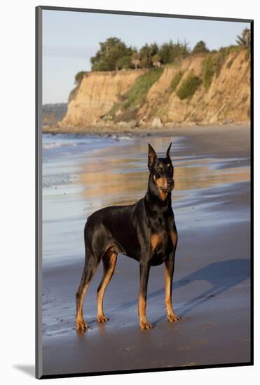 Male Doberman Pinscher Standing on Pacific Beach in Early A.M., Santa Barbara, California, USA-Lynn M^ Stone-Mounted Photographic Print