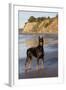 Male Doberman Pinscher Standing on Pacific Beach in Early A.M., Santa Barbara, California, USA-Lynn M^ Stone-Framed Photographic Print