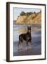 Male Doberman Pinscher Standing on Pacific Beach in Early A.M., Santa Barbara, California, USA-Lynn M^ Stone-Framed Photographic Print