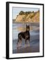 Male Doberman Pinscher Standing on Pacific Beach in Early A.M., Santa Barbara, California, USA-Lynn M^ Stone-Framed Photographic Print