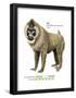 Male Drill (Mandrillus Leucophaeus), Monkey, Mammals-Encyclopaedia Britannica-Framed Poster