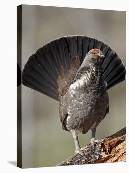 Male Dusky Grouse (Blue Grouse) (Dendragapus Obscurus) Displaying, Yellowstone National Park, Wyomi-James Hager-Stretched Canvas