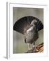 Male Dusky Grouse (Blue Grouse) (Dendragapus Obscurus) Displaying, Yellowstone National Park, Wyomi-James Hager-Framed Photographic Print