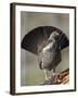Male Dusky Grouse (Blue Grouse) (Dendragapus Obscurus) Displaying, Yellowstone National Park, Wyomi-James Hager-Framed Photographic Print