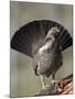 Male Dusky Grouse (Blue Grouse) (Dendragapus Obscurus) Displaying, Yellowstone National Park, Wyomi-James Hager-Mounted Photographic Print