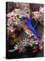 Male Eastern Bluebird Among Crabapple Blossoms, Kentucky, USA-Adam Jones-Stretched Canvas