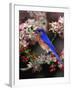 Male Eastern Bluebird Among Crabapple Blossoms, Kentucky, USA-Adam Jones-Framed Photographic Print