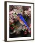 Male Eastern Bluebird Among Crabapple Blossoms, Kentucky, USA-Adam Jones-Framed Photographic Print