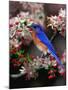 Male Eastern Bluebird Among Crabapple Blossoms, Kentucky, USA-Adam Jones-Mounted Photographic Print