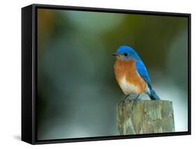 Male Eastern Bluebird on Fence Post, Florida, USA-Maresa Pryor-Framed Stretched Canvas