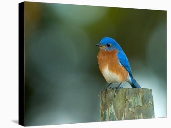 Male Eastern Bluebird on Fence Post, Florida, USA-Maresa Pryor-Stretched Canvas