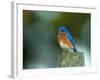 Male Eastern Bluebird on Fence Post, Florida, USA-Maresa Pryor-Framed Photographic Print