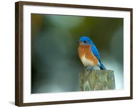 Male Eastern Bluebird on Fence Post, Florida, USA-Maresa Pryor-Framed Photographic Print