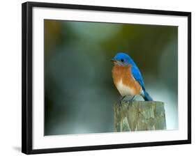 Male Eastern Bluebird on Fence Post, Florida, USA-Maresa Pryor-Framed Photographic Print