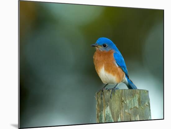 Male Eastern Bluebird on Fence Post, Florida, USA-Maresa Pryor-Mounted Photographic Print