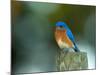Male Eastern Bluebird on Fence Post, Florida, USA-Maresa Pryor-Mounted Photographic Print
