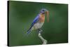 Male Eastern bluebird with centipede, Kentucky-Adam Jones-Stretched Canvas