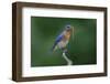 Male Eastern bluebird with centipede, Kentucky-Adam Jones-Framed Photographic Print