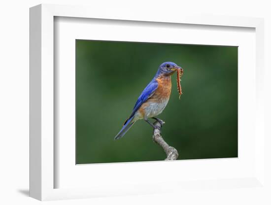 Male Eastern bluebird with centipede, Kentucky-Adam Jones-Framed Photographic Print