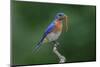 Male Eastern bluebird with centipede, Kentucky-Adam Jones-Mounted Photographic Print