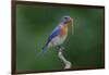 Male Eastern bluebird with centipede, Kentucky-Adam Jones-Framed Photographic Print