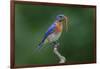 Male Eastern bluebird with centipede, Kentucky-Adam Jones-Framed Photographic Print