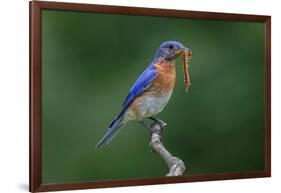 Male Eastern bluebird with centipede, Kentucky-Adam Jones-Framed Photographic Print