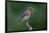 Male Eastern bluebird with centipede, Kentucky-Adam Jones-Framed Photographic Print