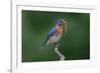 Male Eastern bluebird with centipede, Kentucky-Adam Jones-Framed Photographic Print