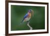 Male Eastern bluebird with centipede, Kentucky-Adam Jones-Framed Photographic Print