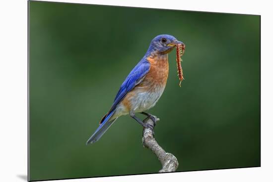 Male Eastern bluebird with centipede, Kentucky-Adam Jones-Mounted Photographic Print