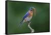 Male Eastern bluebird with centipede, Kentucky-Adam Jones-Framed Stretched Canvas