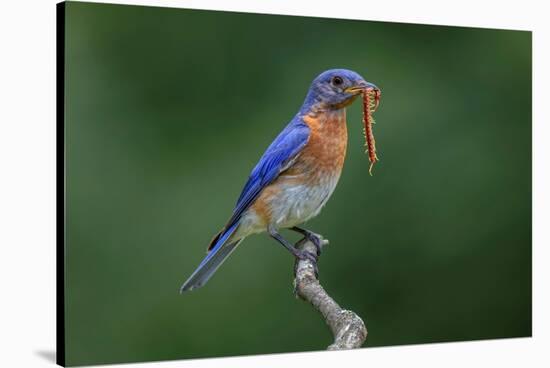 Male Eastern bluebird with centipede, Kentucky-Adam Jones-Stretched Canvas