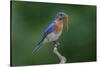 Male Eastern bluebird with centipede, Kentucky-Adam Jones-Stretched Canvas