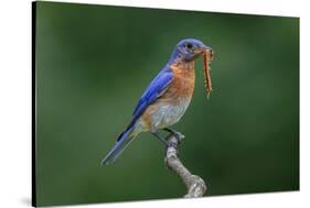 Male Eastern bluebird with centipede, Kentucky-Adam Jones-Stretched Canvas