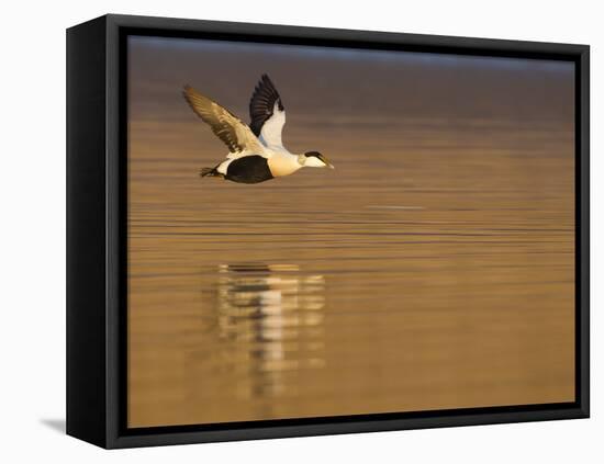 Male Eider (Somateria Mollissima) in Flight over Water, Aberdeenshire , Scotland, UK, February-Mark Hamblin-Framed Stretched Canvas