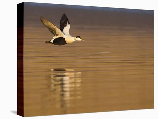 Male Eider (Somateria Mollissima) in Flight over Water, Aberdeenshire , Scotland, UK, February-Mark Hamblin-Stretched Canvas