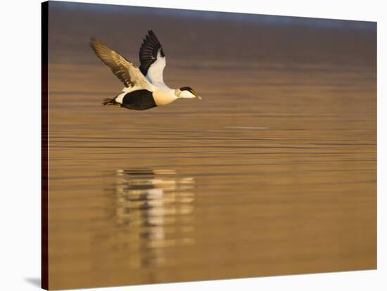 Male Eider (Somateria Mollissima) in Flight over Water, Aberdeenshire , Scotland, UK, February-Mark Hamblin-Stretched Canvas