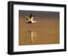 Male Eider (Somateria Mollissima) in Flight over Water, Aberdeenshire , Scotland, UK, February-Mark Hamblin-Framed Photographic Print