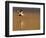 Male Eider (Somateria Mollissima) in Flight over Water, Aberdeenshire , Scotland, UK, February-Mark Hamblin-Framed Photographic Print