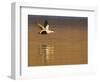 Male Eider (Somateria Mollissima) in Flight over Water, Aberdeenshire , Scotland, UK, February-Mark Hamblin-Framed Photographic Print