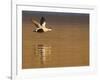 Male Eider (Somateria Mollissima) in Flight over Water, Aberdeenshire , Scotland, UK, February-Mark Hamblin-Framed Photographic Print