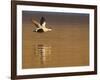 Male Eider (Somateria Mollissima) in Flight over Water, Aberdeenshire , Scotland, UK, February-Mark Hamblin-Framed Photographic Print