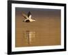 Male Eider (Somateria Mollissima) in Flight over Water, Aberdeenshire , Scotland, UK, February-Mark Hamblin-Framed Photographic Print