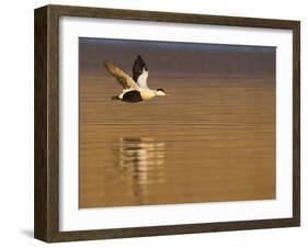 Male Eider (Somateria Mollissima) in Flight over Water, Aberdeenshire , Scotland, UK, February-Mark Hamblin-Framed Photographic Print