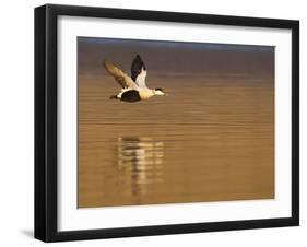 Male Eider (Somateria Mollissima) in Flight over Water, Aberdeenshire , Scotland, UK, February-Mark Hamblin-Framed Photographic Print